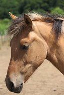 portrait of a light brown horse