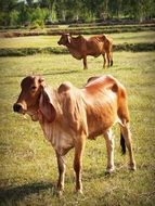 brown cows on a green meadow