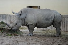 Big wild rhino
