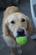 golden labrador with green ball in teeth