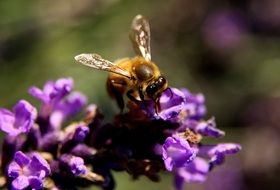 Macro photo of the bee on the lavender