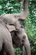 elephants in the natural environment in green thickets