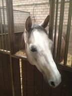 riding horse in the pen