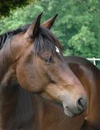 brown thoroughbred horse in a half turn