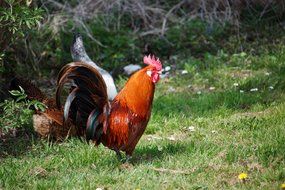 Bright Cock and hens on meadow