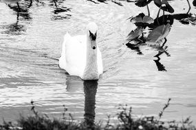 Black and white photo of the swan in a lake