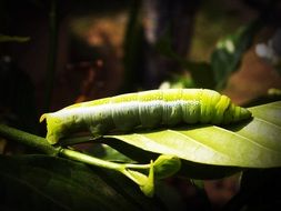 green worm on green leaf close-up on blurred background