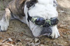 Bulldog with the goggles