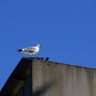 seagull on one foot is on the roof