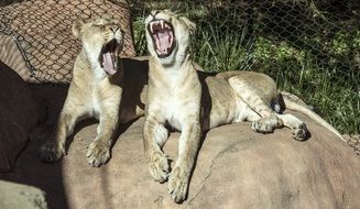 yawning lionesses on the stone