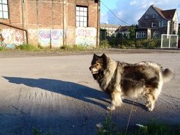 keeshond dog outdoors