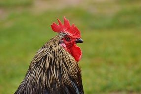 cock on a meadow