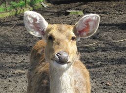 Female Mammal
