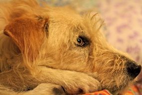 red Dog head closeup