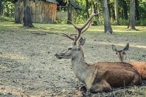 photo of horned deer resting in the forest