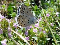 gray butterfly on a plant in the garden