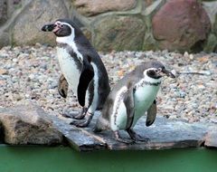 penguins on a rock by the water