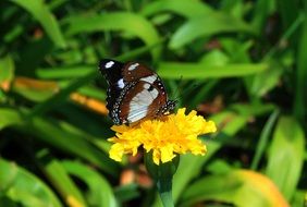 Brown Butterfly on the garden