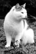 irresistible Cat Fur Animal