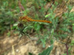 Libellula depressa or Dragonfly