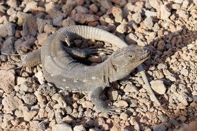 Tenerifa lizard on a beach