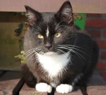 Domestic cat in white and black colors