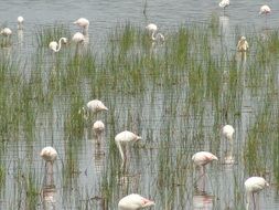 flock of flamingos in the water near the shore