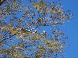 Pigeons on the tree and blue sky