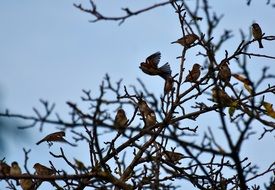 a flock of birds on a tree