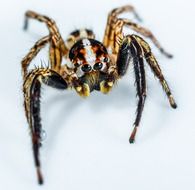 scary jumping spider on a white background