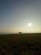 distant view of Horse on Meadow at sunrise