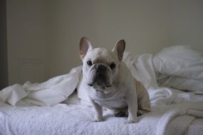 white french bulldog puppy