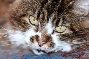 portrait of a sweet relaxed cat face