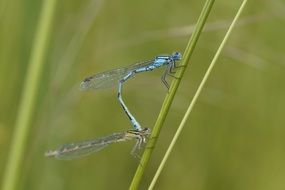 mating of dragonflies in wetland close-up on blurred background