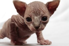 sweet bold kitten