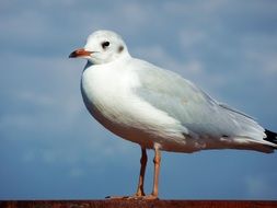 seagull or larus