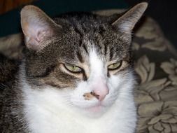 tabby Cat with white breast