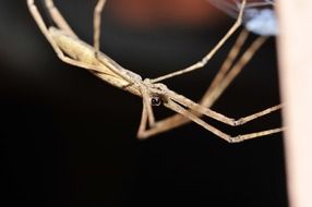 brown Spider Cobweb