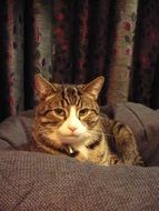 relaxed Tabby cat indoor