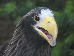 eagle with a yellow open beak