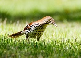 Bird on a green lawn