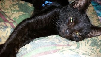 black Kitty Relaxed