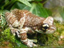 Tree Toad close-up on blurred background