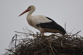 stork in the nest close up