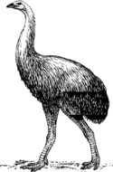 drawn extinct bird