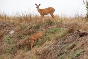 Deers on a hill