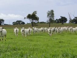 herd of bulls in a green meadow