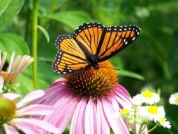 orange butterfly wings