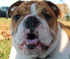 Face of the English bulldog