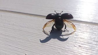 black beetle takes off